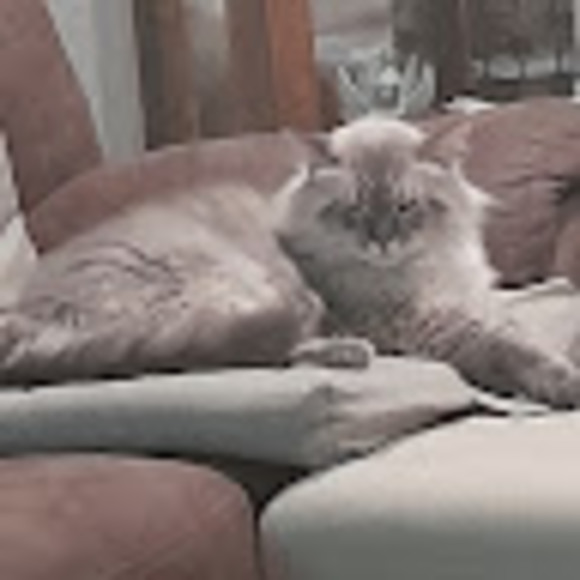 Meet your Posher, G - Picture 1 of 1